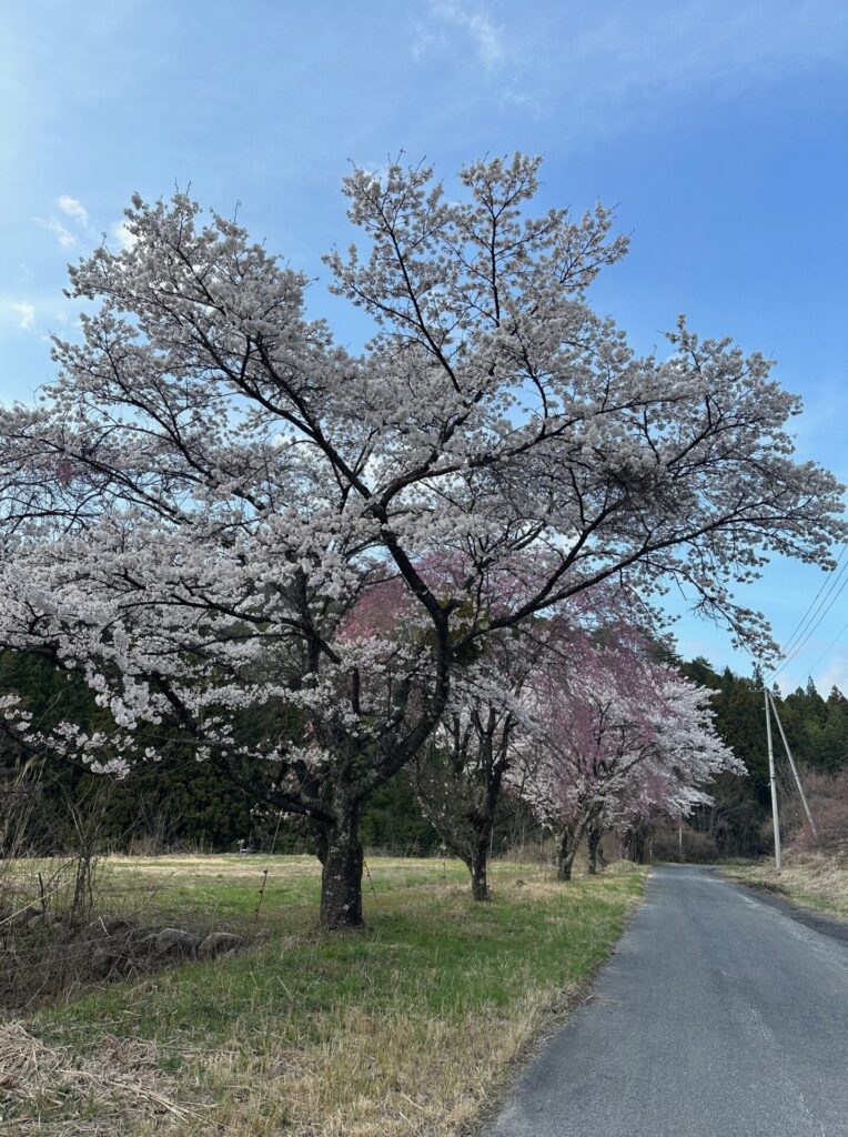 桜満開、本日も元気に営業中です！